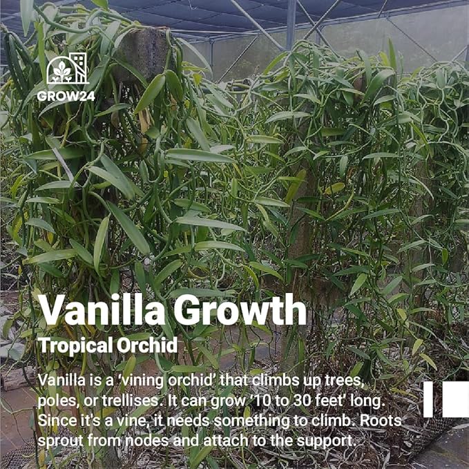 GROW24 Live Vanilla Orchid Plant Starter (Vanilla planifolia), Tissue Culture Source and Free pathogen, 2 Pack of 5 pots (3)