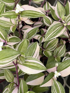 Mundula Lisa - Live Pink Houseplant, Vibrant Pink and Green Variegation. Wandering Jew Perfect for Home Office and Garden