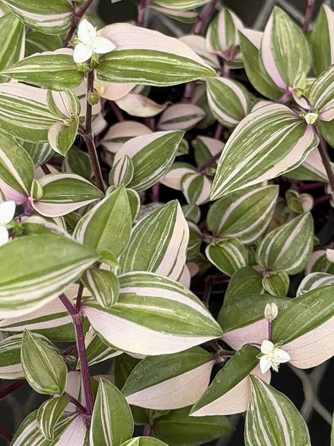 Mundula Lisa - Live Pink Houseplant, Vibrant Pink and Green Variegation. Wandering Jew Perfect for Home Office and Garden