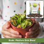 Soil Sunrise Carnivorous Plant Potting Soil Mix (1 Quart) Ideal Additive for Venus Fly Traps, Sundews, and Pitcher Plants