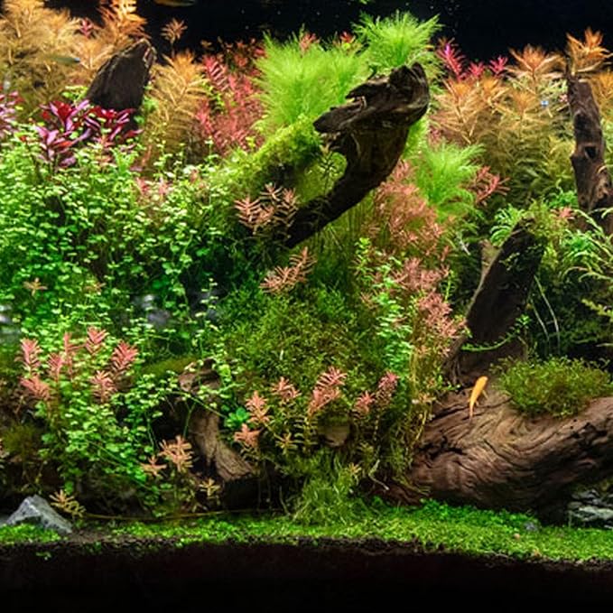Fresh Live Aquarium Plant Bunch – Random Assortment | Easy Beginner Aquatic Plant for Freshwater Tanks, Shrimp Bowls, and Aquascapes | Low Light