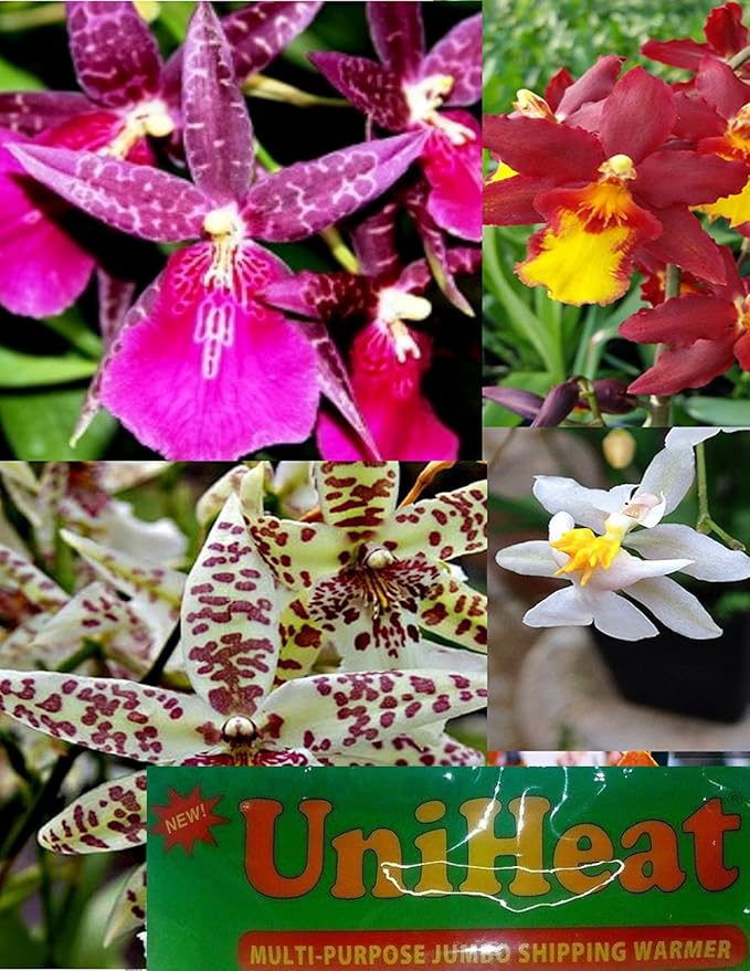 4 Live Orchid Plants + HP to Choose (Oncidiums + Heat Pack)