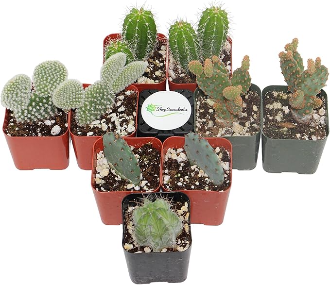 Shop Succulents | Cool Cactus Collection of Live Succulent Plants, Hand Selected Variety Pack of Cacti | Collection of 9 in 2" pots