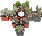 Shop Succulents | Cool Cactus Collection of Live Succulent Plants, Hand Selected Variety Pack of Cacti | Collection of 9 in 2" pots