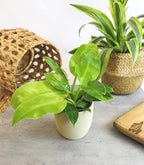 Real Philodendron Plant Variety Pack (Includes 4 Live Plants) in 4.25" Grower Pots, Easy to Grow Air Purifying Philodendrons, Seasonal Surprise Box, Easy & Popular Houseplants by Plants for Pets