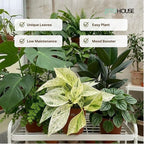 Snow White ICY Pothos - Live Plant Easy Care, Low Maintenance for Home Decor - Air Purification Houseplant