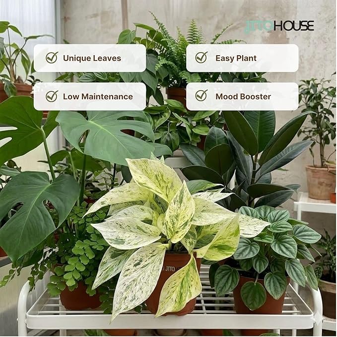 Snow White ICY Pothos - Live Plant Easy Care, Low Maintenance for Home Decor - Air Purification Houseplant