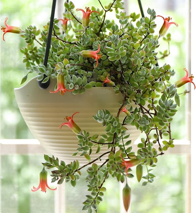 Sprout N Green Cotyledon Pendens, Live Succulent Fully Rooted in 4" Pot with Soil, Trailing Plant for Home Office Wedding Indoor Outdoor Hanging Decor DIY Project Party Favor, Keep Away from Pets