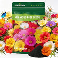 24000+ Moss Rose Seeds for Planting, Portulaca Seeds for Ground Cover, Drought Tolerant Annual Flowers for Gardens, Borders, Containers & Landscaping