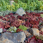 Mountain Crest Gardens Hardy Succulent Variety Pack - 20 Frost-Tolerant Live Plants, Rooted in 2 Inch Pots - Real Outdoor Succulents for Rock Gardens, Landscaping, DIY Arrangements