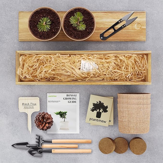Bonsai Tree Kit for Beginners - 5 Unique Japanese Bonsai Seeds, DIY Indoor Gardening Crafts for Adults | Valentine's, Mother's Day & Birthday Gifts for Women and Men | Complete Starter Kit with Tools
