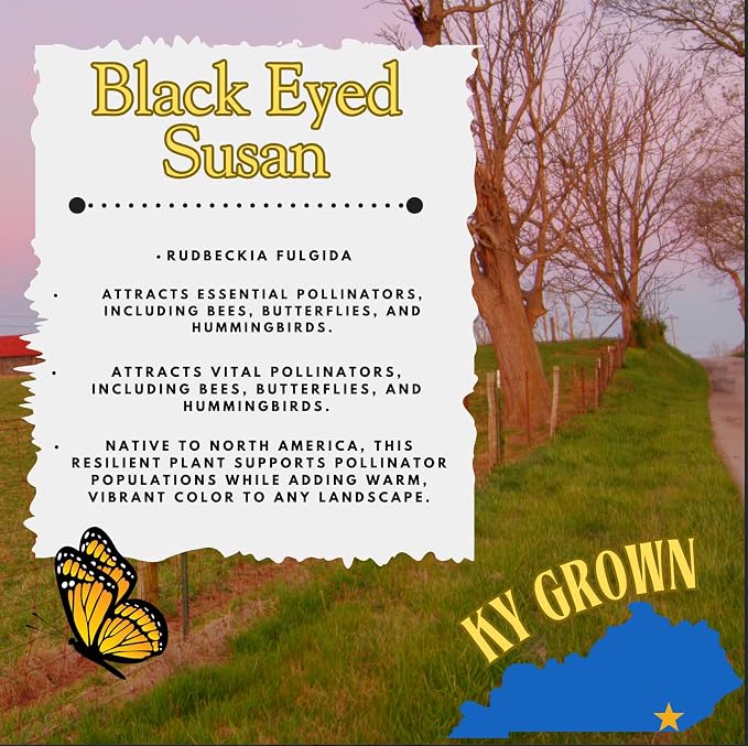 Pollinator Garden Live Plant Collection – 8 Perennial Live Plants | Butterfly Weed, Swamp Milkweed, Purple Coneflower & Black-Eyed Susan | Attract Monarchs, Bees & Hummingbirds | Native Perrenials