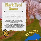 Pollinator Garden Live Plant Collection – 8 Perennial Live Plants | Butterfly Weed, Swamp Milkweed, Purple Coneflower & Black-Eyed Susan | Attract Monarchs, Bees & Hummingbirds | Native Perrenials