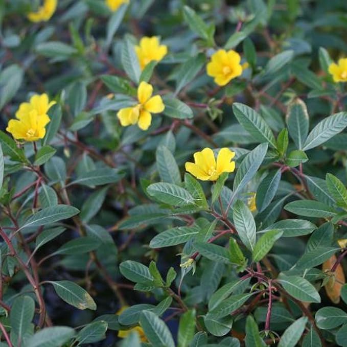 Chalily Primrose Creeper, a Great Live Pond Plant for Your Water Garden. Filters koi and Goldfish Ponds. Good for Bogs, Plant Shelf or Shallow Water This marginal Aquatic is a Real Beauty