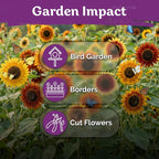 KVITER 125 Autumn Beauty Mix Sunflower Seeds (Helianthus Annuus) - Common Sunflower, Tall Colorful Flower Seed Packets - Heirloom Flower Seeds for Outdoor Garden, Borders, Ideal Cut Flowers