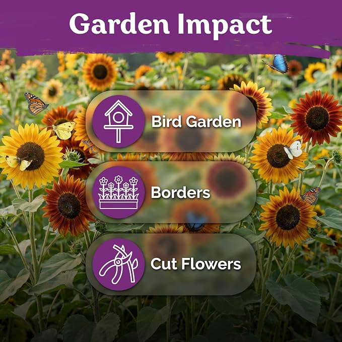 KVITER 125 Autumn Beauty Mix Sunflower Seeds (Helianthus Annuus) - Common Sunflower, Tall Colorful Flower Seed Packets - Heirloom Flower Seeds for Outdoor Garden, Borders, Ideal Cut Flowers