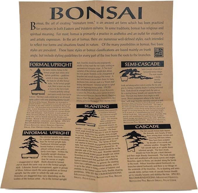 Bonsai Tree | Ginkgo Tree | Seed Grow Kit | The Jonsteen Company