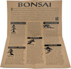 Bonsai Tree | Ginkgo Tree | Seed Grow Kit | The Jonsteen Company