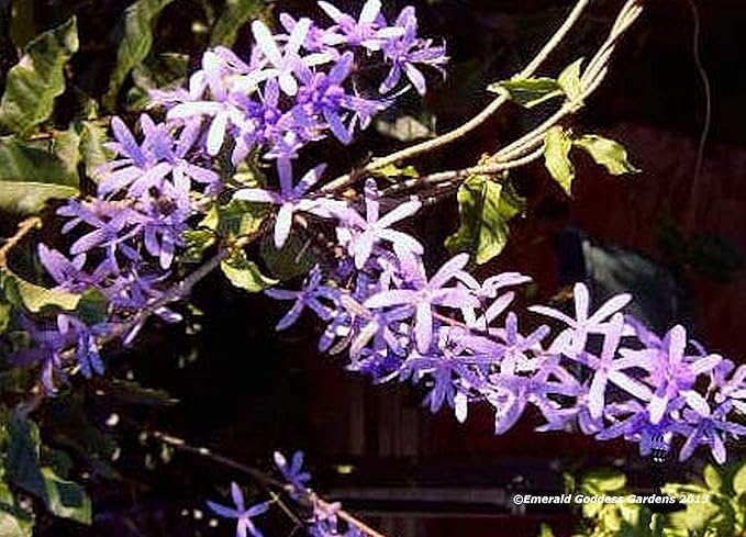 Purple Queens Wreath, Sandpaper, Bluebird Vine - Petrea volubilis - Live Plant - Lavender Flower - 8 to 12 Inches Tall - 4 Inch Pot