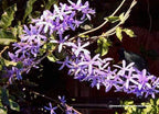 Purple Queens Wreath, Sandpaper, Bluebird Vine - Petrea volubilis - Live Plant - Lavender Flower - 8 to 12 Inches Tall - 4 Inch Pot