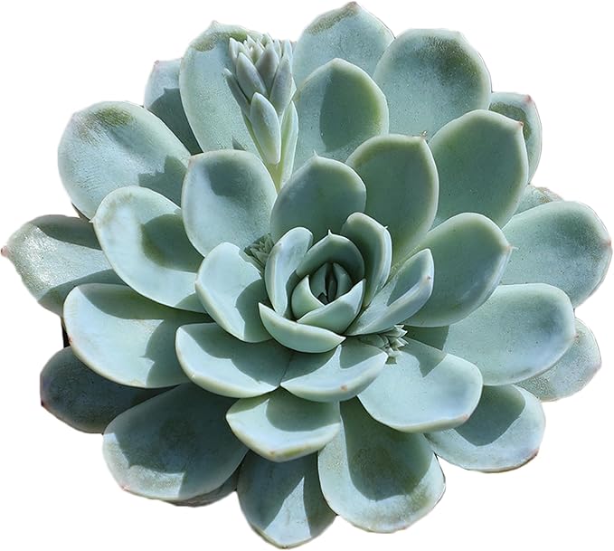 Altman Plants, Arctic Ice Echeveria Succulent Plants Live Succulents Plants Live with Pot, Live Indoor Plants Live Houseplants Live Indoor House Plants Indoors Live Plants Outdoor Plants Live Plant