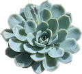 Altman Plants, Arctic Ice Echeveria Succulent Plants Live Succulents Plants Live with Pot, Live Indoor Plants Live Houseplants Live Indoor House Plants Indoors Live Plants Outdoor Plants Live Plant