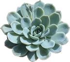 Altman Plants, Arctic Ice Echeveria Succulent Plants Live Succulents Plants Live with Pot, Live Indoor Plants Live Houseplants Live Indoor House Plants Indoors Live Plants Outdoor Plants Live Plant