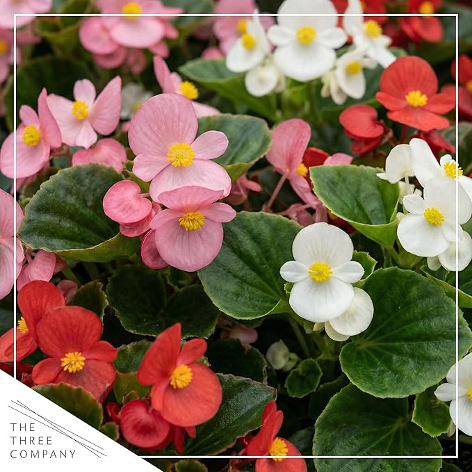 Live Begonia - Green Leaf Ambassador Assorted (4 Per Pack), Beautiful Shade Annual, Ships 8" Tall by 4" Wide in 1 Pt Pot