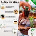 DIY Terrarium Kit for Plants – Build a Self‑Sustaining Closed Ecosystem – Supplies for Up to 68 oz (1‑2 Liter) – Succulents, Air Plants (Tillandsia), Fern – Jar Not Included