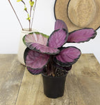 Calathea Plant Live Prayer Plant Live Indoor Plant, Calathea Live Plant Live House Plant Live Plants Indoor, Live Houseplants Live Prayer Plants Live House Plants by Plants for Pets, Black