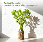 Fresh Lucky Bamboo 10 Stalks 8 Inch Spiral Style Live Plant - for Home Office Decor, Feng Shui & Good Fortune - Container Not Included