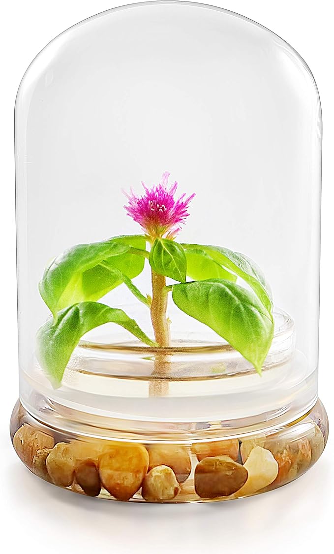 Live Flower Terrarium, Zero Care, Great for Work, Home, Unique Gift! Long Lasting