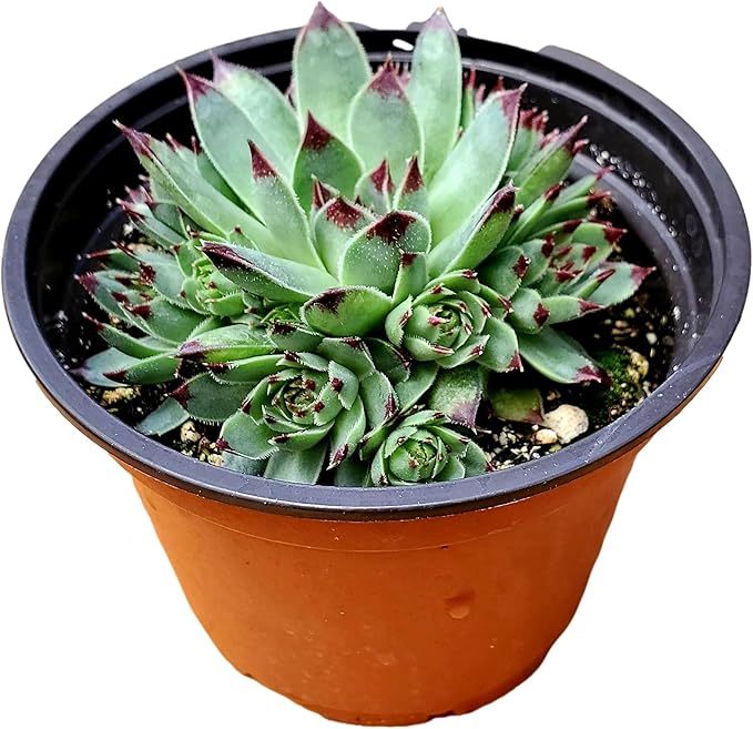 Sempervivium calcareum in 4 inch Starter Pot, Rare Live Succulent Plant Fully Rooted in Planter with Soil, Home Office Indoor Outdoor Wedding Decoration DIY Projects Party Favor by Fat Plants