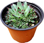 Sempervivium calcareum in 4 inch Starter Pot, Rare Live Succulent Plant Fully Rooted in Planter with Soil, Home Office Indoor Outdoor Wedding Decoration DIY Projects Party Favor by Fat Plants