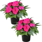 Live Flowering New Guinea Impatiens - Shades of Pink (2 Plants Per Pack) - Beautiful Shade Flowers - 12" Tall by 5" Wide in 1 Qt Pot