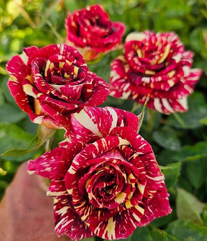 Ma Cherie Roses - Abracadabra Rose - 1 Gallon Rose - Live Plant Ready to Plant