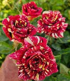 Ma Cherie Roses - Abracadabra Rose - 1 Gallon Rose - Live Plant Ready to Plant