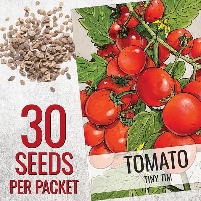 Seed Needs Tiny Tim Tomato Seeds for Planting Dwarf Cherry Tomatoes - Non-GMO Heirloom & Untreated Veggie Seed to Plant a Home Grown Outdoor Vegetable Garden (20 Packs)