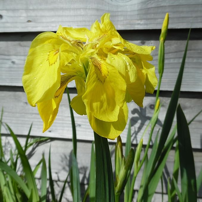 Chalily Iris 'Floro Pleno', a Great Live Pond Plant for Your Water Garden. Filters The koi and Goldfish Pond. Good for Bogs, Plant Shelf or Shallow Water This marginal Aquatic is a Real Beauty