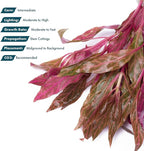 SubstrateSource Live Aquarium Red Stem Plants - Freshwater Aquatic Plant for Fish Tanks, Aquascaping - (Alternanthera Reineckii Rosanervig, 1 Bunch)