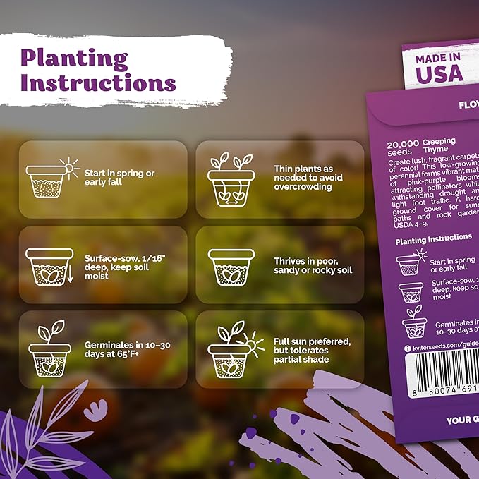 KVITER 20,000 Creeping Thyme Seeds (Thymus Serpyllum) – Wild Thyme, Aromatic Ground Cover, Purple Perennial Flower Seed Packets – Great Non GMO Herb Seeds for Outdoor Garden, Landscapes & Paths