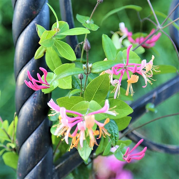 Easy to Grow Honeysuckle Gold Flame 1 Plant - Potted Vine in a Quart Pot, Summer Fragrant Pink & Orange Blooms, Fast Growing (Lonicera)
