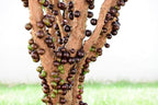 ragnaroc Live Fruit Trees – Plinia cauliflora Jaboticaba Plug 9-12” Tall - 1ct - Color When Flowering Red, Bonsai - Live Arrival Guaranteed - House Plants for Home Decor