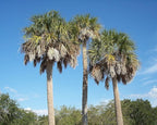 Sabal Palmetto Palm Tree Seeds (Cabbage Palm) – 15 Non-GMO Seeds per Packet by Isla’s Garden Seeds, Tropical Landscape Tree, Heat Tolerant, Coastal Friendly, 75% Germination Rate