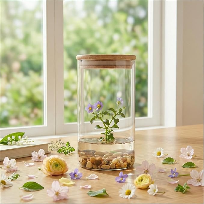 Bloomify Persian Violet (Exacum Affine) - Live Flower Terrarium in Self Sustaining Glass Jar, Maintenance Free, Great Unique Gift and Home Decor, 100% Growth Guarantee