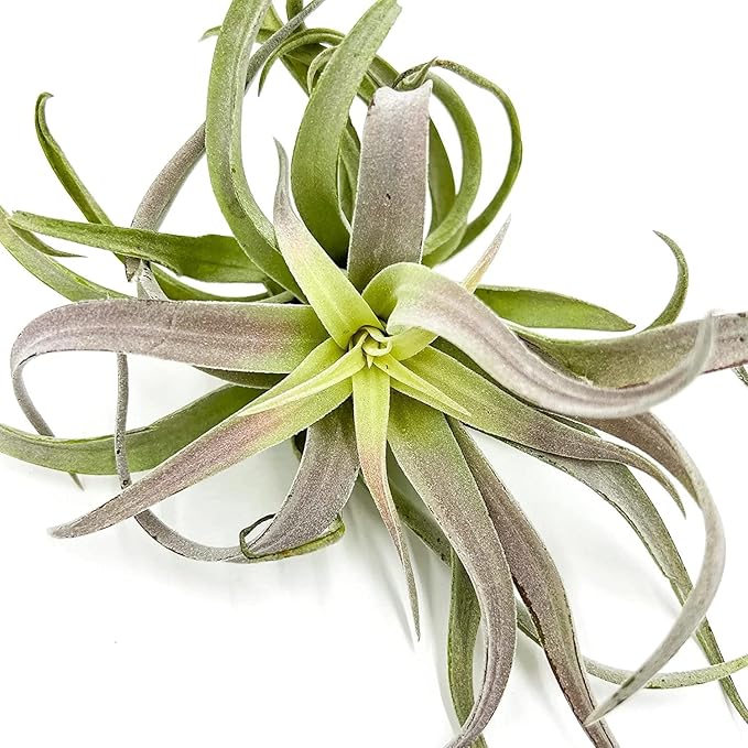 ragnaroc Air Plants - Tillandsia Cacticola, Jumbo 6-9" - 3ct - Live Arrival Guaranteed - House Plants for Home Decor & Gift