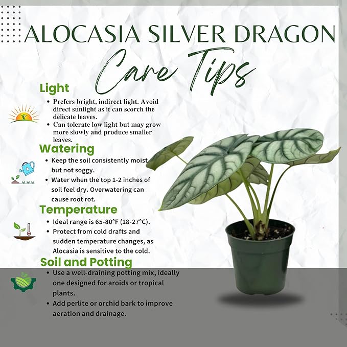 Alocasia Silver Dragon Live Plant - Rare Tropical Houseplant with Stunning Silver Foliage, Easy Care Indoor Plant for Home Décor, Office Spaces, and Unique Gifts (Heat Pack Included)