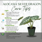 Alocasia Silver Dragon Live Plant - Rare Tropical Houseplant with Stunning Silver Foliage, Easy Care Indoor Plant for Home Décor, Office Spaces, and Unique Gifts (Heat Pack Included)