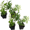 Live Aromatic and Edible Herb - Lemon Verbena (4 Per Pack) - Naturally Improves Sleep Quality - 6" Tall by 4" Wide in 1 Pint Pot