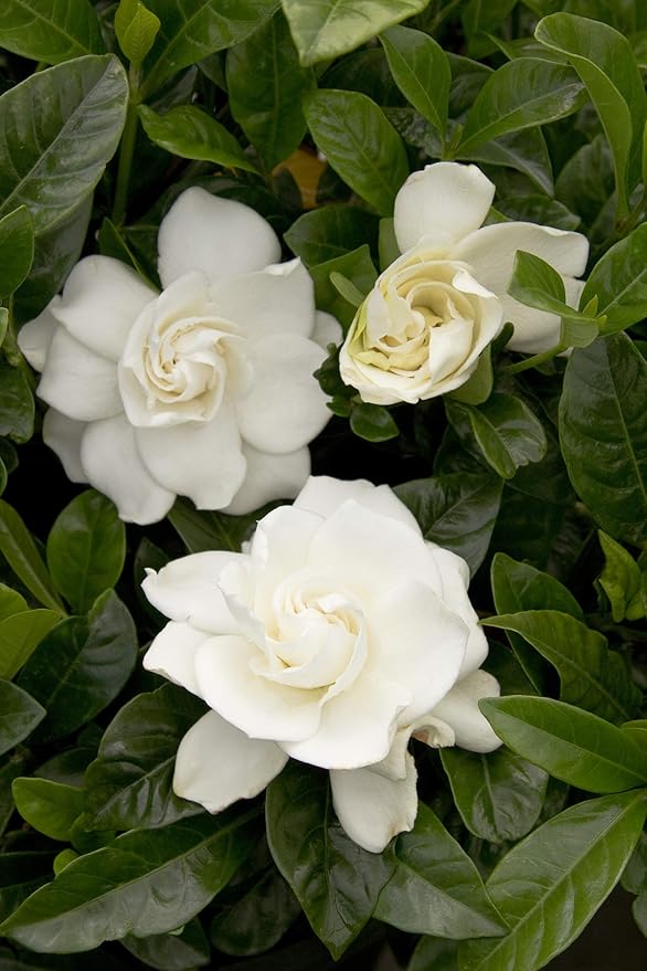 Shrub 2.5 Qt. August Beauty Gardenia